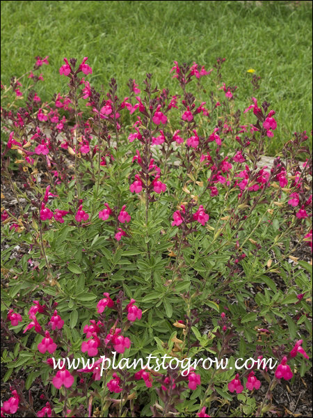 Salvia Artic Blaze Fuchsia